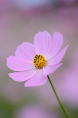 Obraz premium コスモス