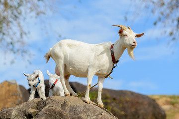 Obraz premium 山羊のポートレート