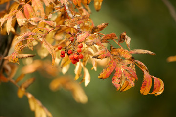 Autumn. Yellow leaves and berries of mountain ash.
