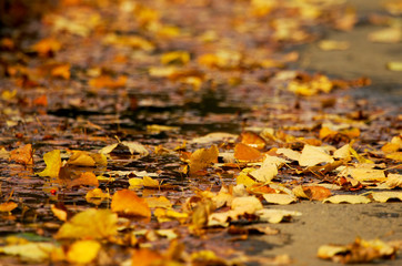 Autumn. Yellow leaves.