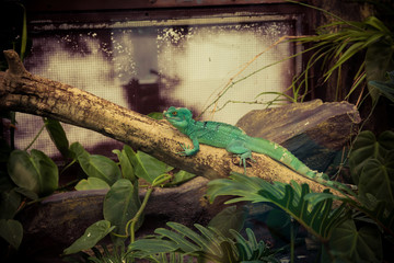 Green lizard on a branch
