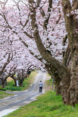 桜のアーチ＠佐賀県武雄市