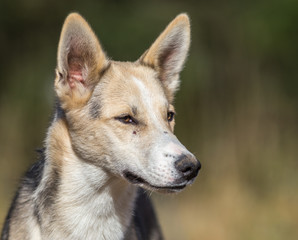 Chiens huskys