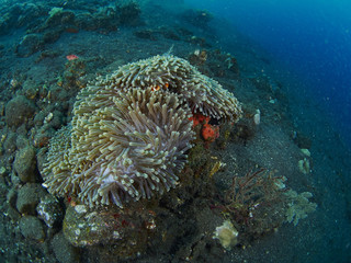 Anemone and anemone fish