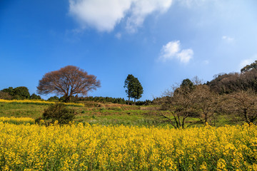馬場の一本桜＠佐賀県武雄市