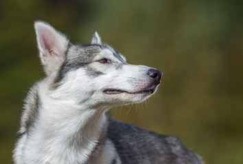 Chiens huskys