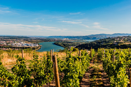 Vignes et vall&eacute;e du Rh&ocirc;ne vu des hauteurs de Condrieu