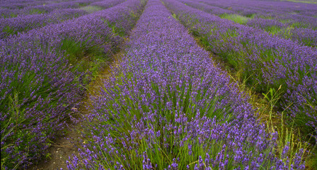 Obraz na płótnie Canvas Lavender Fields
