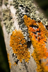 Thick Colorful Lichens on Old Wooden Fence, Close Up of Upper Rail Perspective.