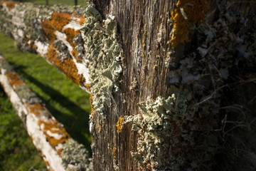 Thick Colorful Lichens on Old Wooden Fence, with Post in Foreground