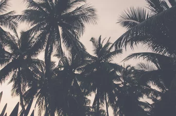 Foto op Aluminium Palmboom palmboom vintage