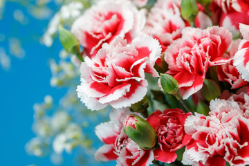 カーネーション