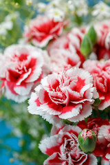 カーネーション