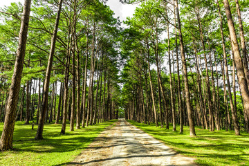 Walkway Lane Path With Green Trees in Pine park at Boa Keaw Silv