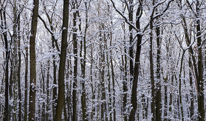 Winterwald mit dunklen Bäumen