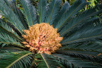 Sago palm - Cycas revoluta. Closeup.