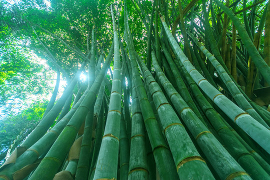 Giant bamboo trees at Peradeniya botanical garden in Sri Lanka