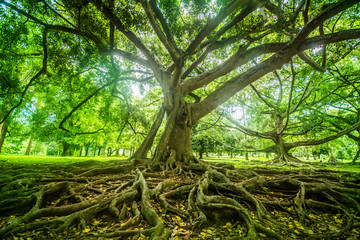Giant tree at Royal botanical garden, Peradeniya, Sri Lanka