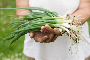 Spring Onions