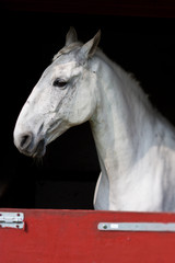 Horse show in denmark