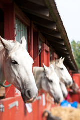 Horse show in denmark