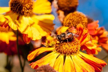 Owad na kwiatku © jakub_w