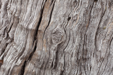 Fototapeta premium Timber Texture