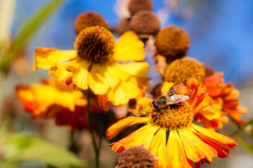 Owad na kwiatku © jakub_w