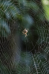 Spinnennetz mit Spinne