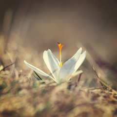 Blooming white crocuses, spring flower