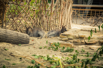 Red-necked wallaby in the zoo
