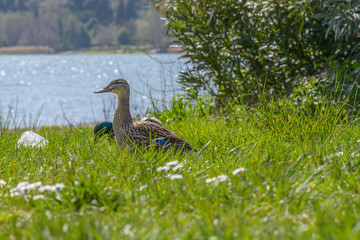Duck in a garden