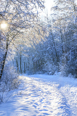 romantische Winterstimmung im Wald