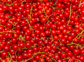 Background made of red currant berries