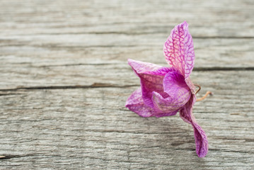 Vertrocknete lila Phalaenopsis Orchidee Blüte
