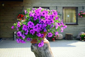 Red petunia growing in flowerpot on synny day