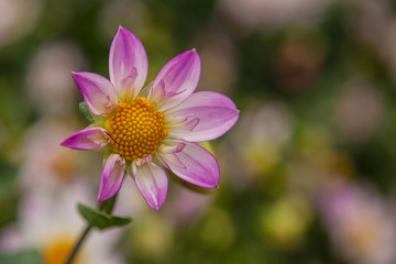 Obraz premium Dahlien