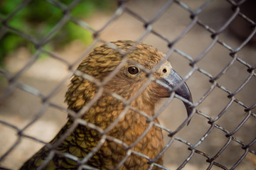 Close up of a brown bird behind a metal fence at the zoo
