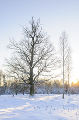 winterliche Stimmung in der Natur