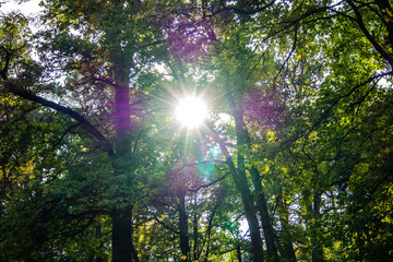 Herbstlicher Wald im Gegenlicht 01