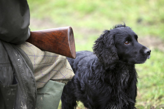 Black retriever beside hunter sitting with gun on his knees