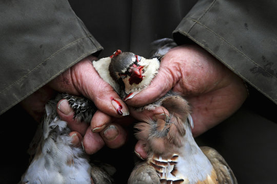 Man's hands holding two small dead partridges on game shoot