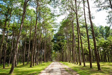 Walkway Lane Path With Green Trees in Pine park at Boa Keaw Silv