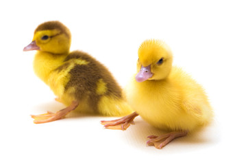 Fototapeta premium duckling