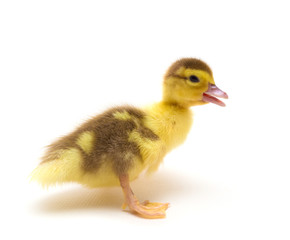 duckling