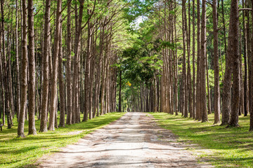 Fototapeta na wymiar Walkway Lane Path With Green Trees in Pine park at Boa Keaw Silv