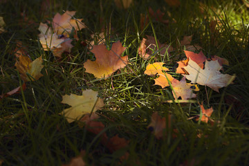 Maple Leaf fall./   Many colorful maple leaves scattered by the wind on the still green grass.