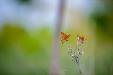 butterfly,flower