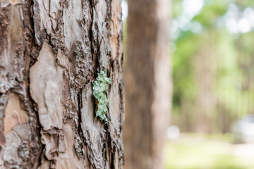 pine forest with trunk with bark