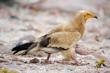 Egyptian Vulture (Neophron percnopterus), Socotra island
